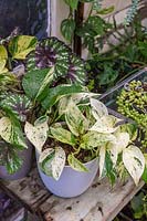 A pot of Epipremnum aureum 'Marble Queen' is displayed on a recycled timber shelf in a conservatory with other tender houseplants. 
