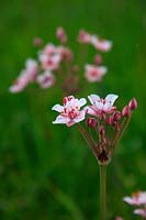 Butomus umbellatus - flowering rush