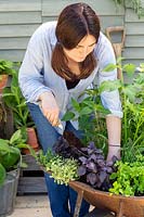 Woman adding compost to wheelbarrow herb planter. 