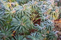 Euphorbia x martinii in frosty conditions. 