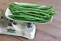 Phaseolus coccineus - runner beans on vintage scales. 