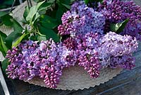 Syringa vulgaris - common Lilac 