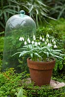 Galanthus plicatus 'Celadon' - snowdrop - in terracotta pot in fernery. 