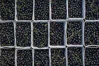 Ribes nigrum - Punnets of blackcurrants 