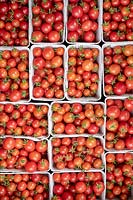 Solanum lycopersicum - Tomatoes in punnets