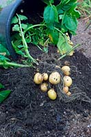 Harvesting potatoes - Solanum tuberosum 'Colleen'