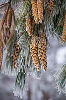 Pinus wallichiana -Bhutan pine