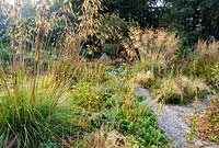 Stipa gigantea, golden oat grass, heleniums, Diascia personata and Euphorbia cyparissias, Pinsla, Cornwall, UK