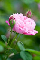 Rose Rosa 'Belle Amour'