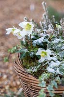 Winter basket container planted with Helleborus, Heather and Hedera with dusting of snow. 