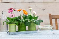 Tin cans covered with felt and wool planted with Gerbera