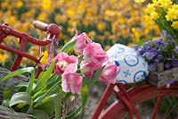 Bicycle decorated with Tulips, Anemone and Narcissus. De Tulperij: Dutch nursery of Daan and Anja Jansze at Voorhout, Holland.