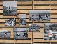 History in pictures hanging on a wall of pallets. De Tulperij: Dutch nursery of Daan and Anja Jansze at Voorhout, Holland.