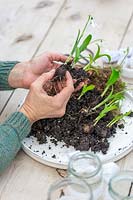 Woman separating Snowdrops - Galanthus woronowii to plant into jam jars