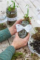 Woman planting Snowdrops - Galanthus woronowii with moss into jam jars