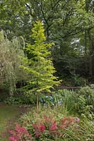 Metasequoia glyptostroboides 'Goldrush' - Golden-leaved Dawn Redwood - Stonyford Cottage Gardens, Oakmere, UK
