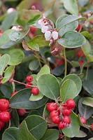 Gaultheria procumbens 'Big Berry' with flowers and berries 
