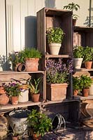 Various old terracotta pots planted with herbs and displayed in old wooden apple crates. 'The Perfumer's Garden', RHS Malvern Spring Festival, 2018. 