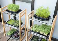 Shelves of organic micro green seedlings growing in trays for salad and juicing.  'At Home - Grow, Dine, Relax' garden, RHS Malvern Spring Festival 2018. 