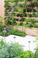 Wood panelled living wall with salad plants, herbs and fruit with stone paving and Allium hollandium. Salad deck, RHS Malvern 'Spring Festival', 2018