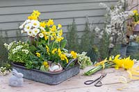 Galvanised tray with Primula, Viola, Narcissus and Saxifraga