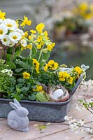 Galvanised tray with Primula, Viola and Saxifraga with Easter rabbit