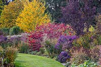 Deciduous shrubs and trees with Asters and Verbena