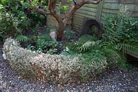 Buxus hedge with box tree caterpillar