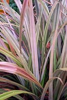 Astelia nervosa 'Westland' - bush flax 