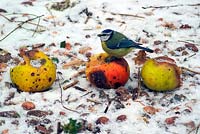 Turdus pilaris - Fieldfare  - feeding on fallen cooking apples in harsh winter. 
