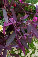 Tradescantia pallida 'Purpurea' - purple spiderwort 
