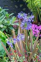 Agapanthus 'Northern Star' with Phormium 'Maori Queen' - 'Jungle Fever', RHS Tatton Park Flower Show 2018. 