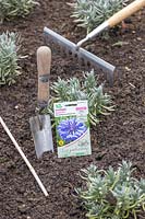 Ready for sowing seeds of Cornflowers directly outside 