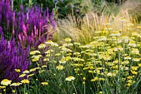 Flower bed with plants perfect for pollination - Anthemis tinctoria 'E.C. Buxton' Dyer's Chamomile AGM, Salvia nemorosa 'Amethyst' - Balkan Clary and Stipa lessingiana 
