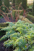 New foliage of globe artichokes in the potager at Barnsley House, Cirencester, UK