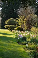 Border planted with Tulipa 'Flaming Purissima', T. 'Brown Sugar', narcissi and honesty at Barnsley House, Cirencester, UK