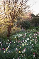 Peeling bark of Acer griseum catches the dawn sunlight above a border of mixed tulips and narcissi.