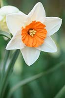 Narcissus 'Decoy' - daffodil 