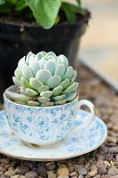 Echeveria in a pretty tea cup and saucer. 
