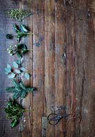 Foliage for making wreath - Ivy - Hedera, Eucalyptus, Pine, Hypericum berries and Leptospermum with scissors and twine