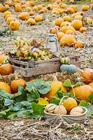 Autumnal still life with wreath, lanterns and trugs in pumpkin field