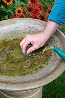 Cleaning the algae of an unclean birdbath with a wire scrub 
