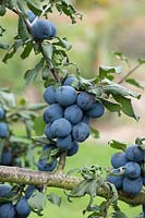 Prunus insititia - Langley bullace damson 