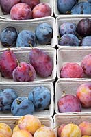 Prunus domestica - plums - fruits of different varieties in punnets
