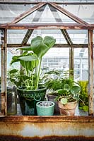 Vintage metal greenhouse containing a display of potted houseplants