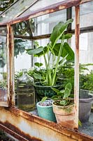 Vintage metal greenhouse with display of potted houseplants