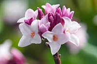 Daphne Bholua 'Jacqueline Postill' -scented flowers in February