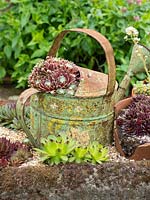 Sempervivum - houseleeks - planted in old watering can and broken pot then sunk in hypertufa trough
