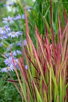 Imperata cylindrica 'Red baron' Japanese Blood Grass 