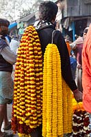 Garlands of Tagetes - marigolds - being carried to flower market
